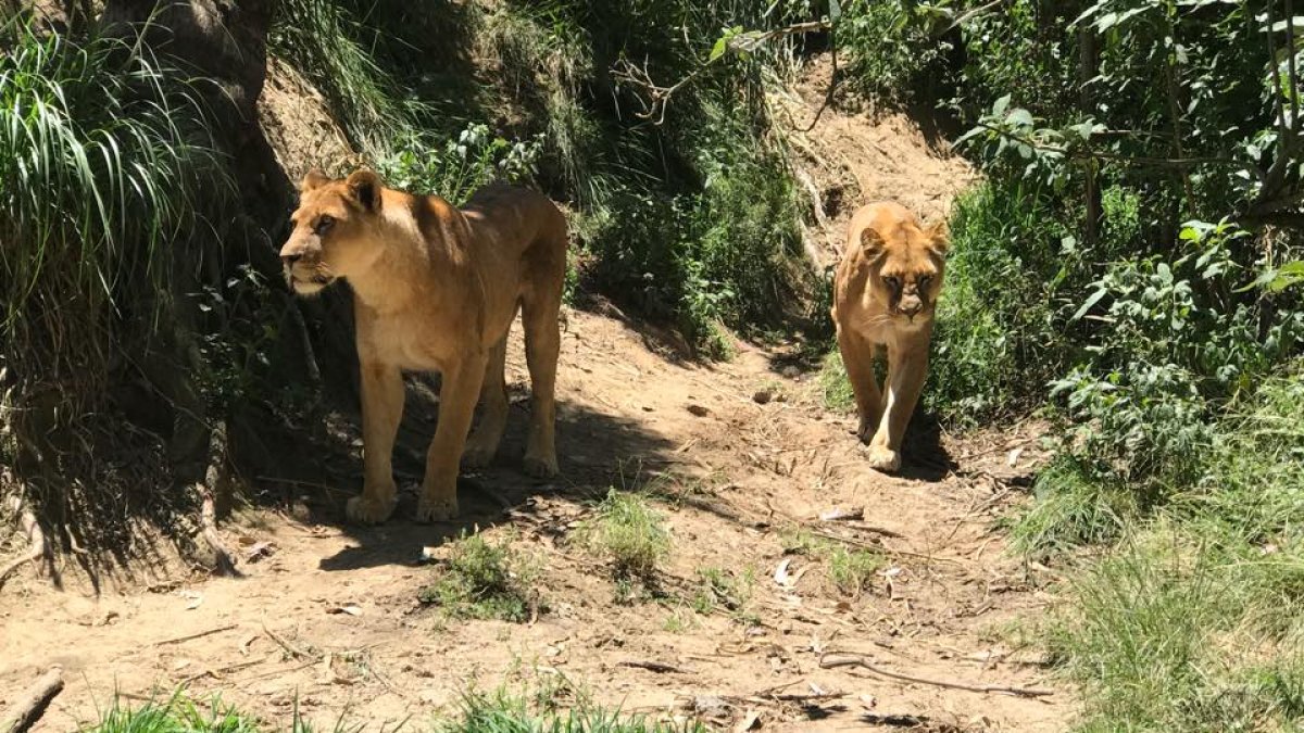 El bioparque Amaru de Cuenca es hogar de veinte leones y de numerosas especies.