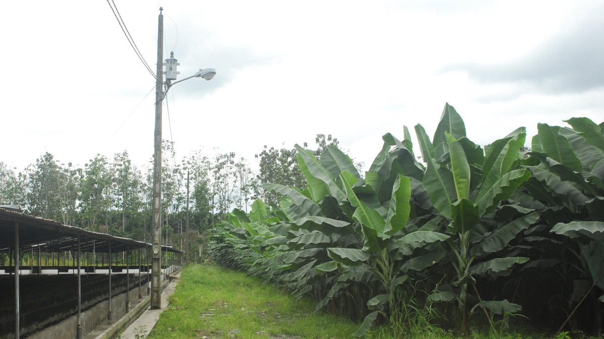 Los Ríos es la provincia de mayor producción.