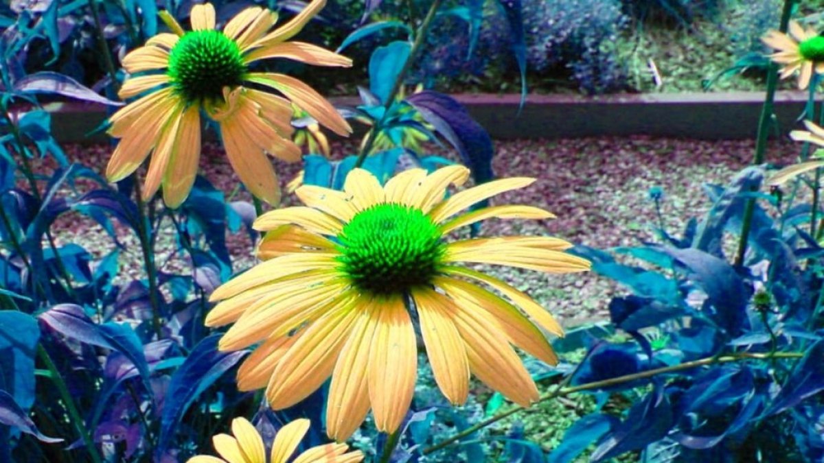 Diario de una madre en cuarentena, día 11.