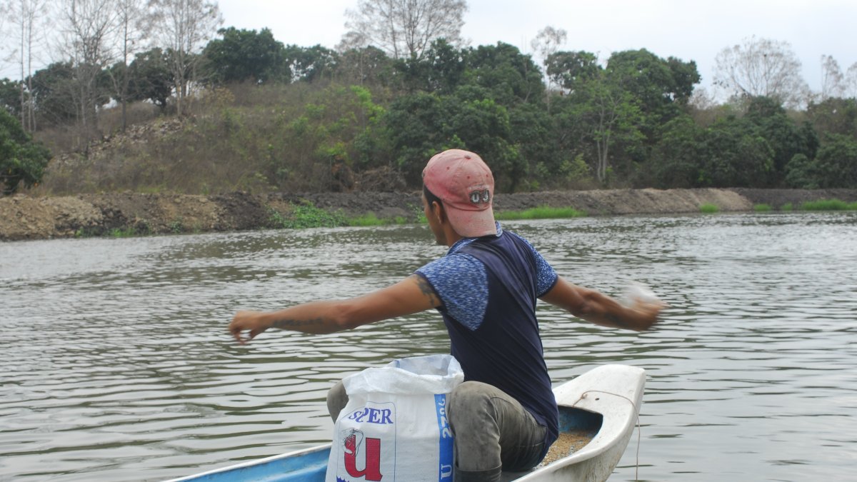 El alimento es lo más costoso en la industria acuícola.