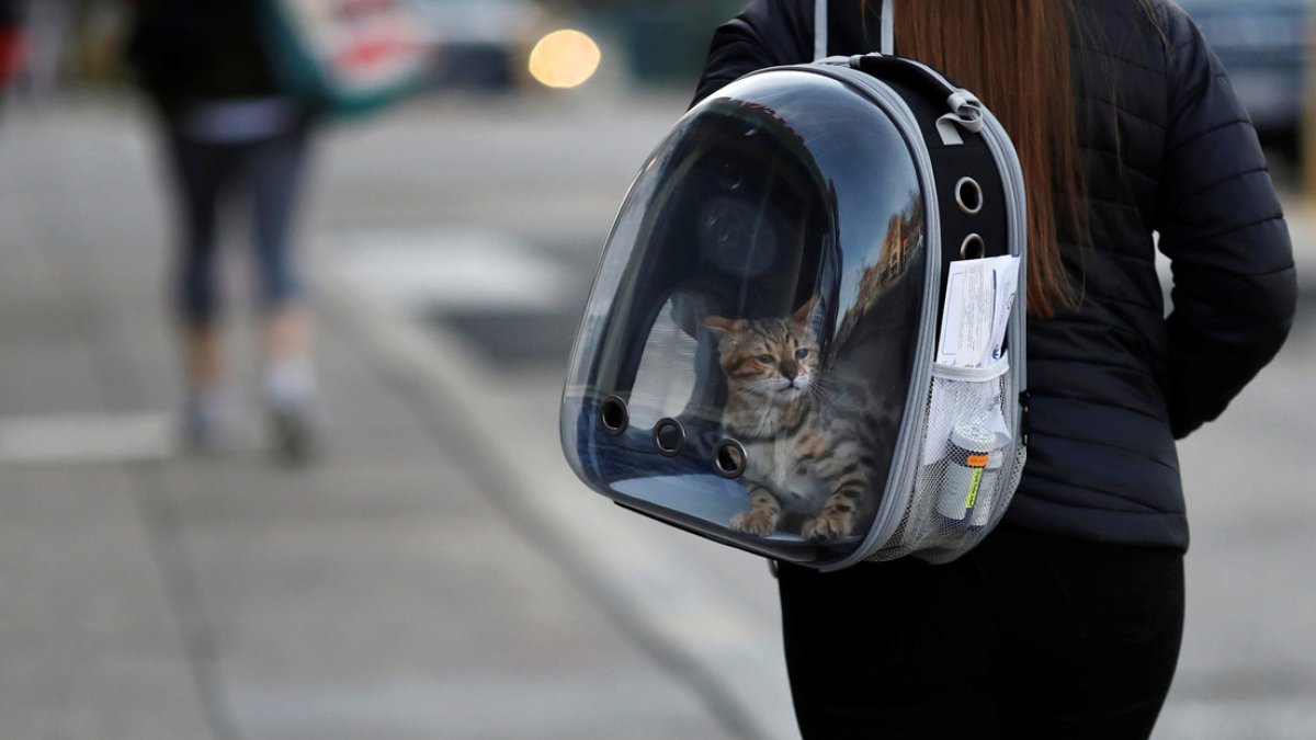 A diferencia del perro de Hong Kong (fallecido) que no presentaba ningún síntoma, al gato sí se lo notaba decaído, con vómitos y diarrea.