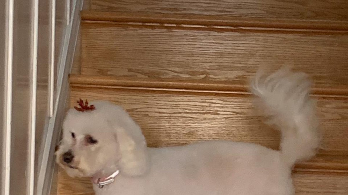 El estado en que se halla la perra actualmente.