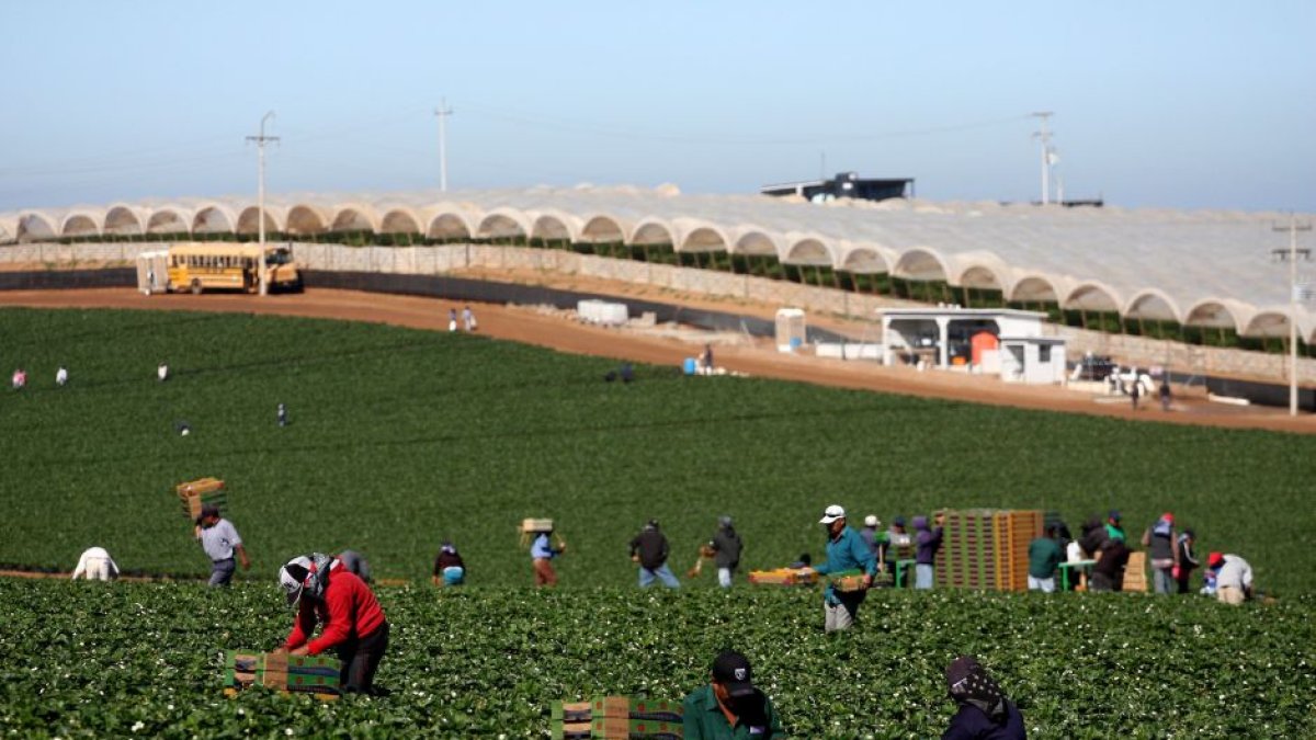 La suspensión de operaciones agrícolas y de las cadenas de suministros pueden llegar a crear una escasez de alimentos, según la FAO..