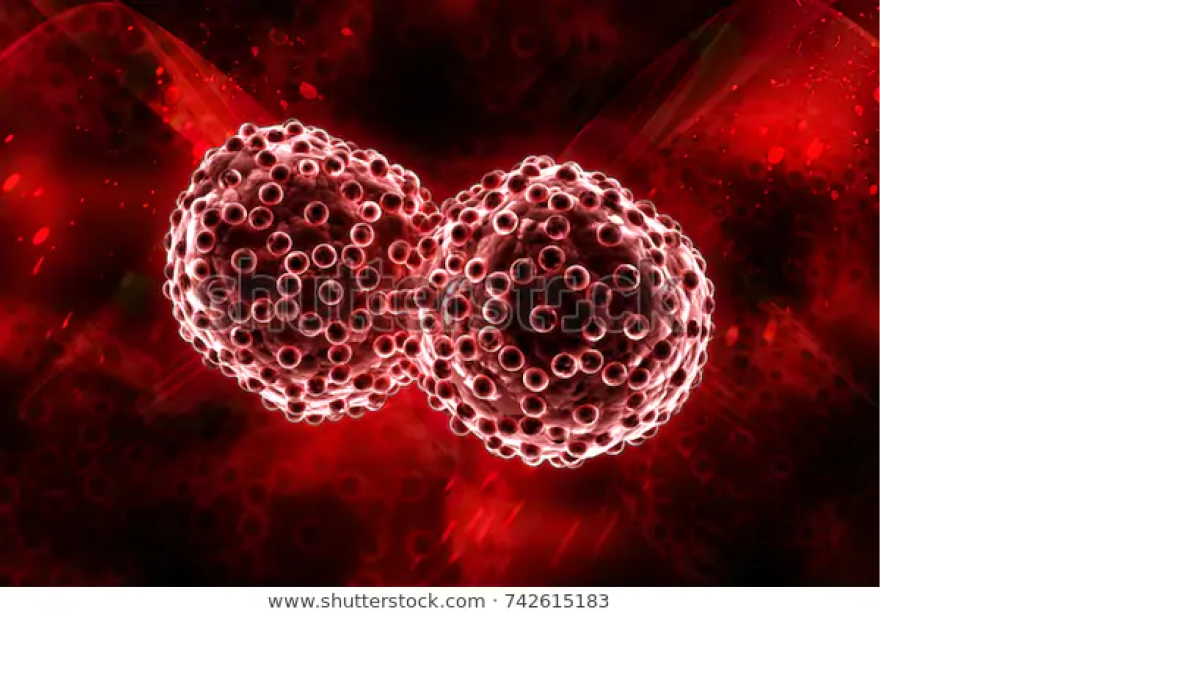 Las células tumorales detienen su crecimiento con el nuevo fármaco.