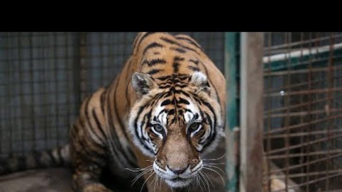 El animal fue infectado por un cuidador del lugar.