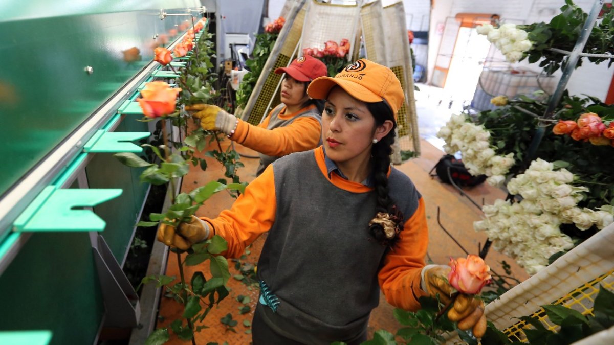 El sector florícola ha sido uno de los más golpeados debido a la parálisis del comercio internacional.