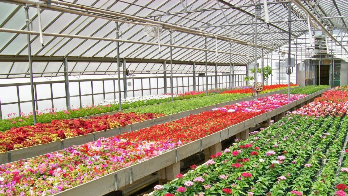 El sector florícola ecuatoriano es uno de los más afectados por la pandemia.