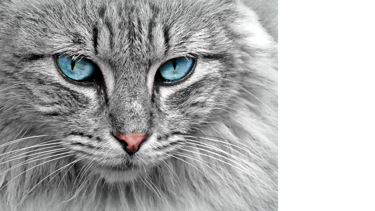 Los gatos tienen un alto riesgo de contagiarse de coronavirus.