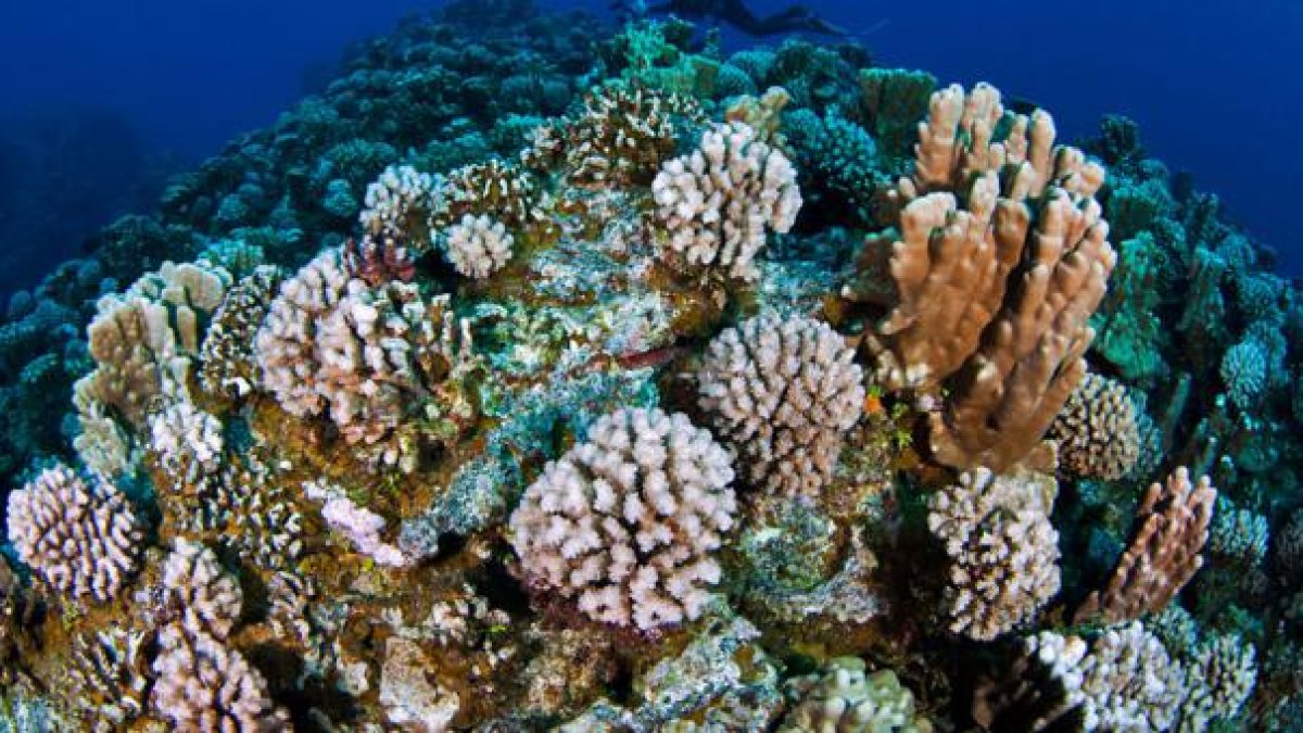 Imagen referencia. Según estudios de la UNESCO, los arrecifes de coral morirán debido al estrés por calor a no ser que se ponga freno al calentamiento global..