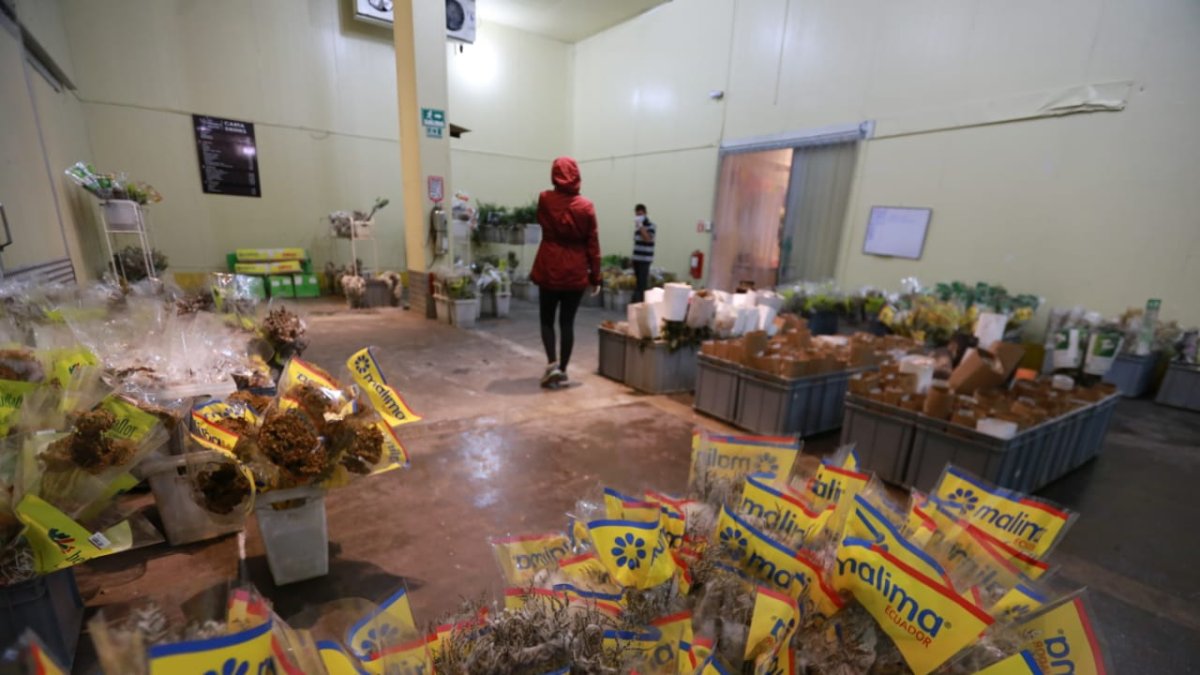 El sector florícola ha sido uno de los más golpeados por la crisis del coronavirus.