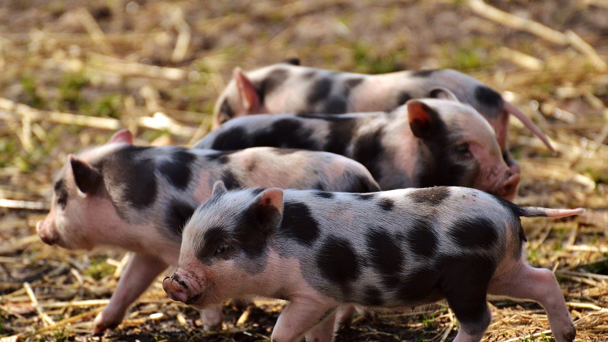 El coronavirus PEDv mató a ocho millones de cerdos, recién nacidos en su mayoría.