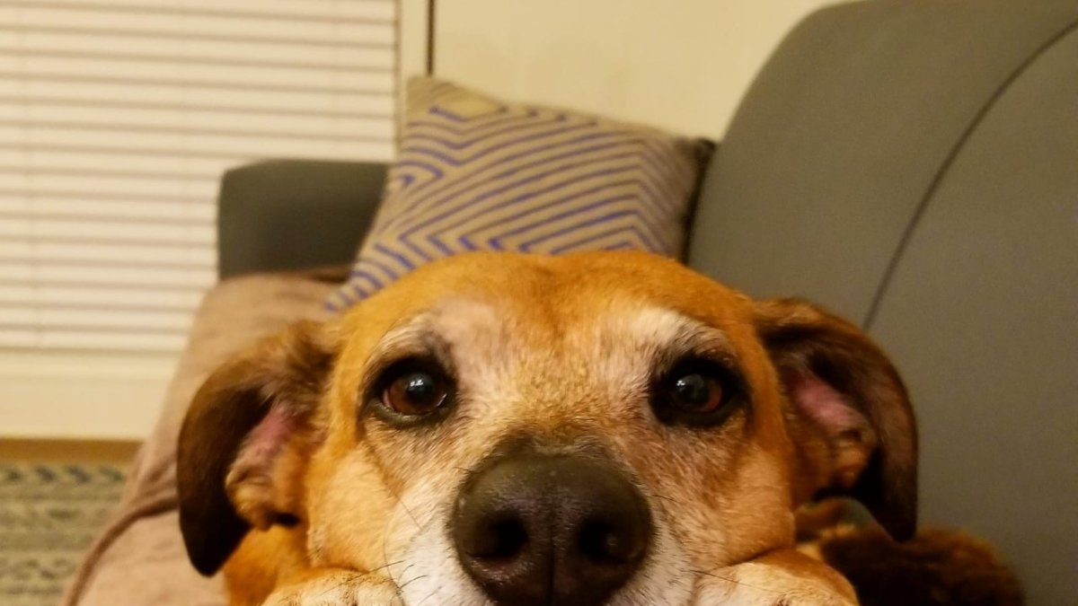 Pinchi es un perro tranquilo que le gusta posar para las fotos.