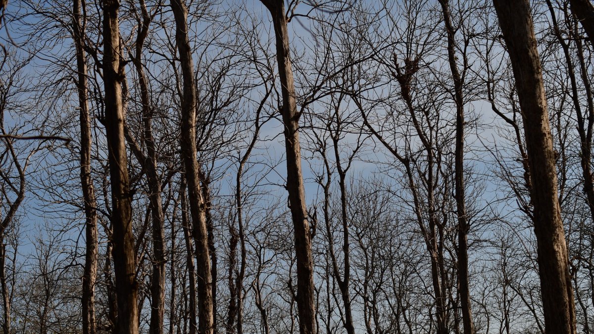 Imagen referencial de un bosque de teca seco. La teca es un cultivo de gran desarrollo.