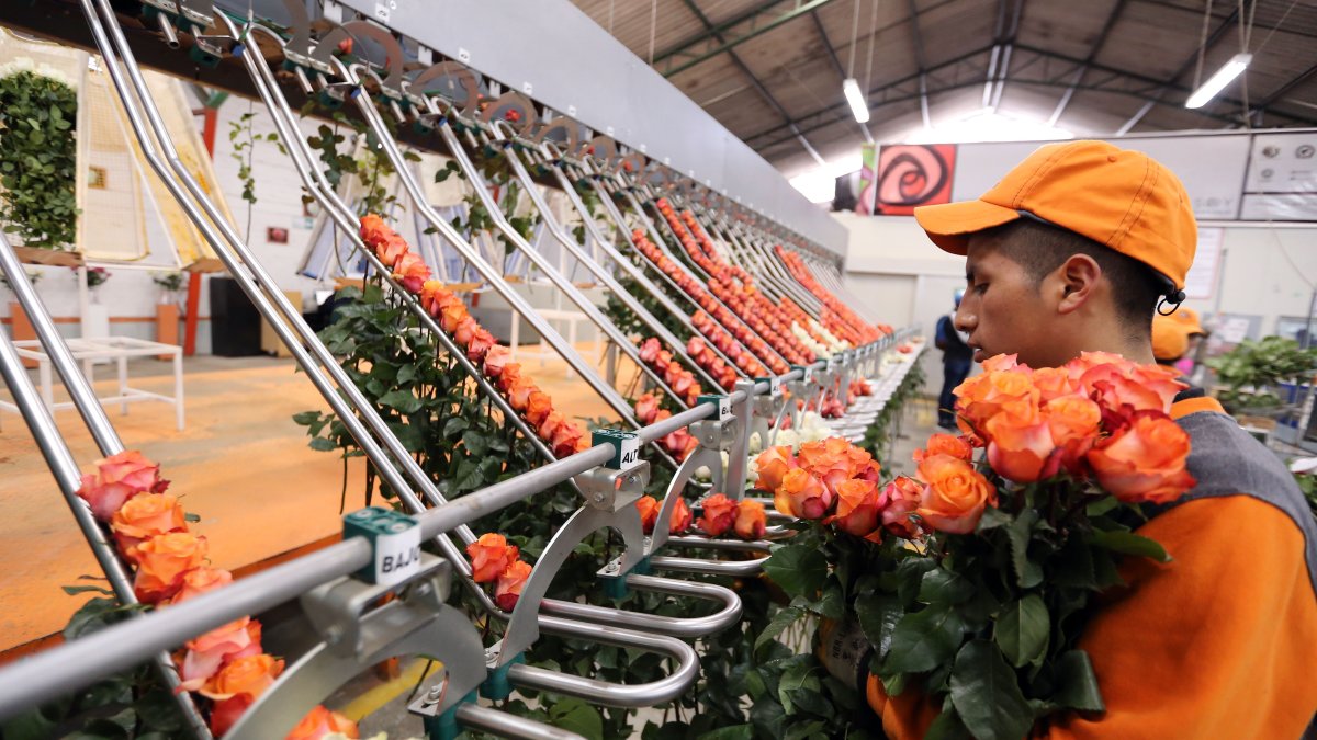 Estados Unidos. Las flores que hoy se exportan con limitación se envían a supermercados norteamericanos.