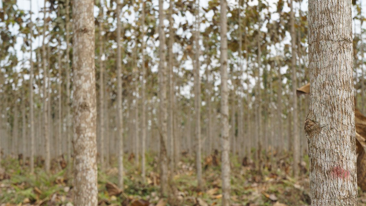 Imagen referencial. En la muerte regresiva de la teca el árbol empieza a morir de arriba hacia abajo.