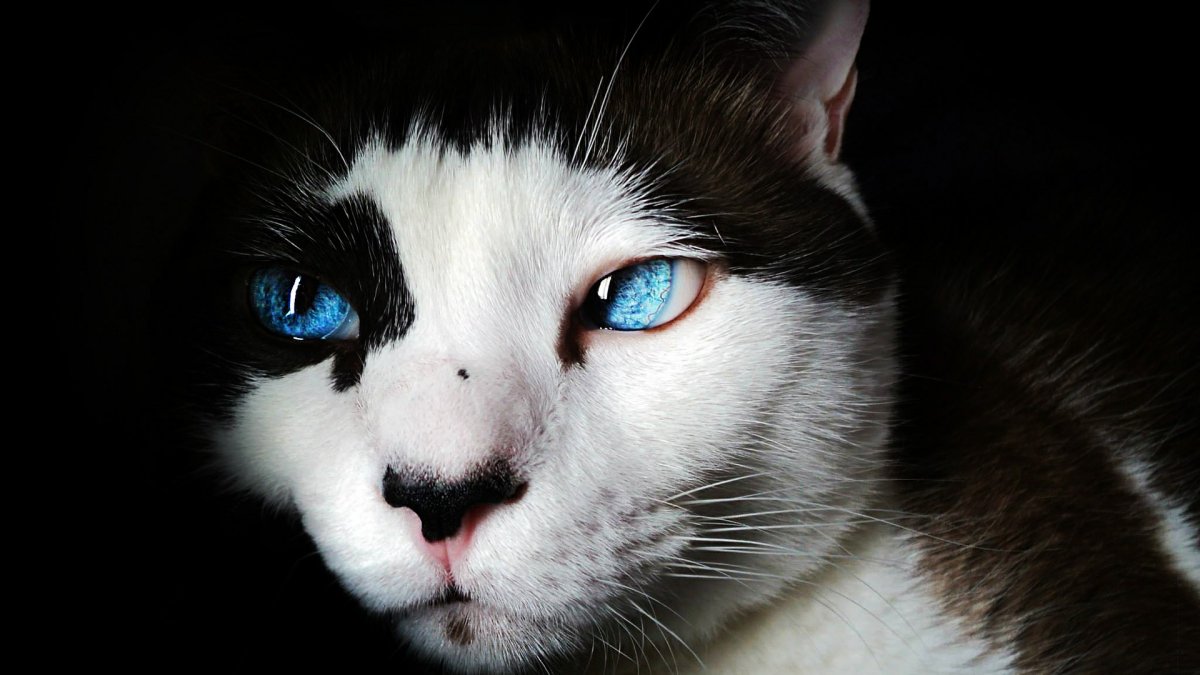 Ha habido casos de gatos infectados con coronavirus, te explicamos por qué.