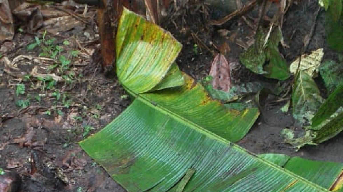 El supuesto cuerpo celeste habría hecho un hueco al impactar en la tierra..