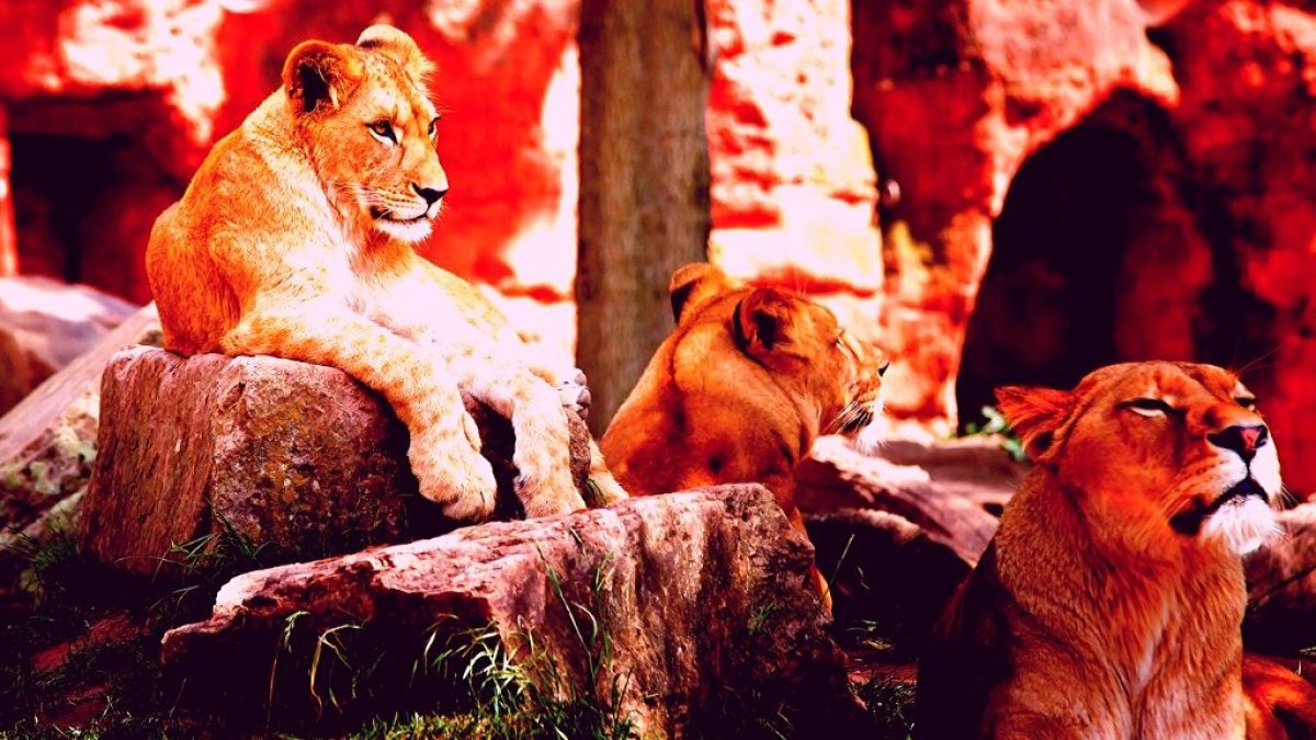 'Diario de una madre en cuarentena', día 39. Por: Cecilia Tecchi.