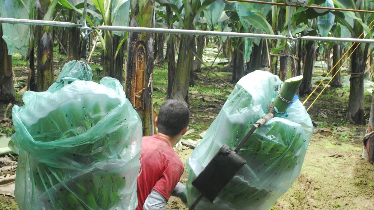 Cultivos. Debido al temor por la pandemia, muchos trabajadores se han ausentado a sus plantaciones.