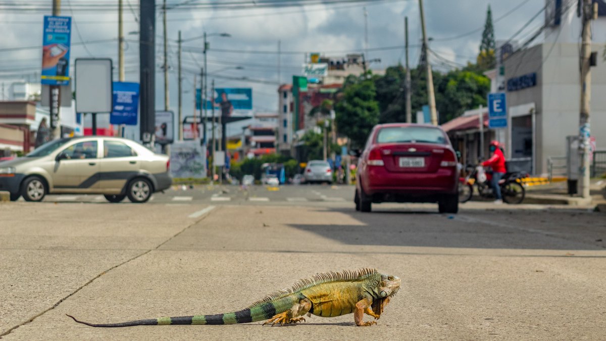 Avistamiento. Una iguana fue vista andando en la vía principal de la ciudadela La Alborada.