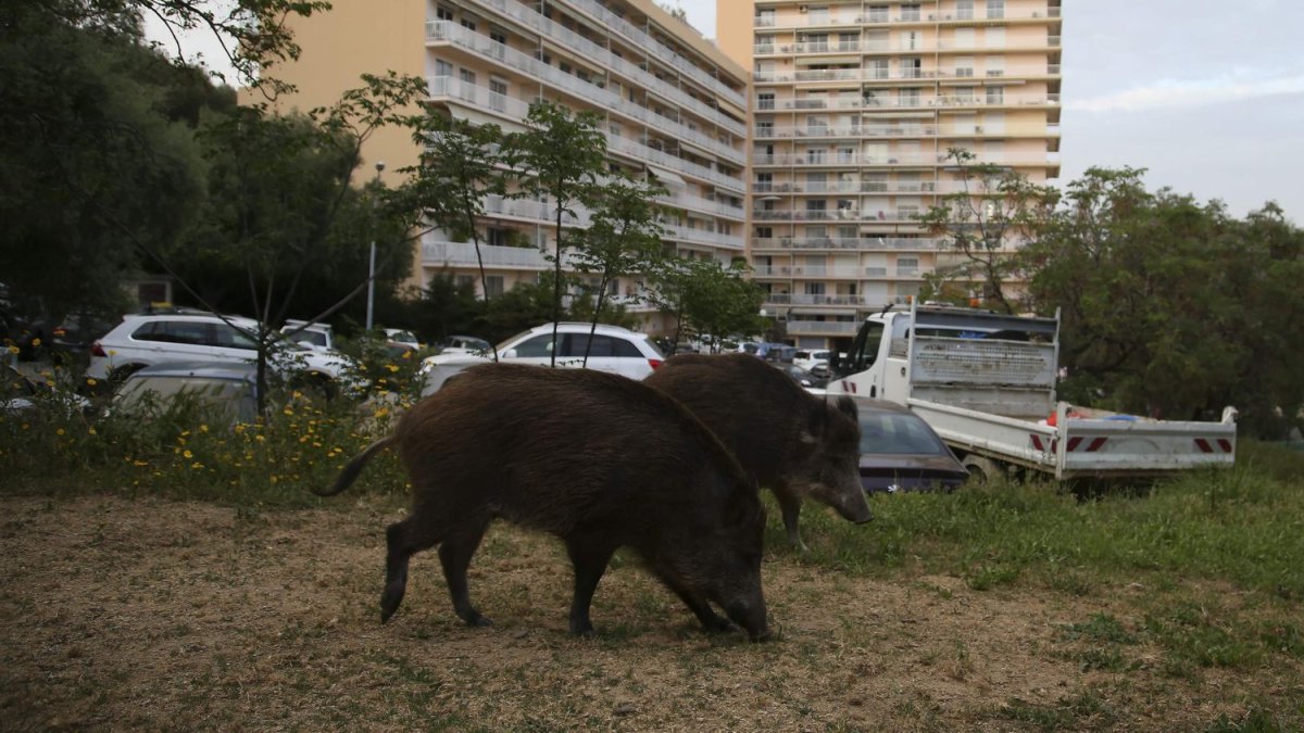 Varios jabalíes han sido observados en las calles de Francia durante el confinamiento.