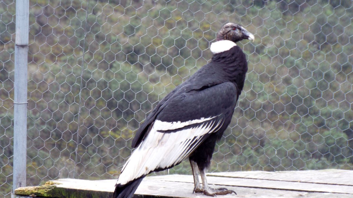 Por el momento se esperan otros resultados del análisis de química sanguínea. Actualmente el pronóstico es reservado.
