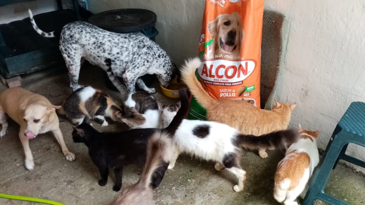 Más de 900 animales, entre perros y gatos recibieron el alimento.