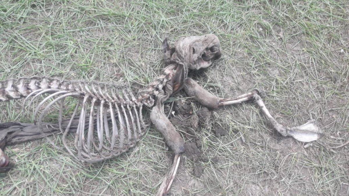 Así fue hallado el esqueleto del extraño animal