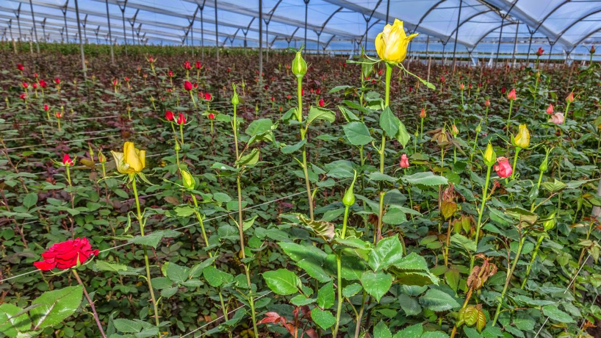El sector de floricultura de Ecuador, genera 850 millones de dólares anuales.