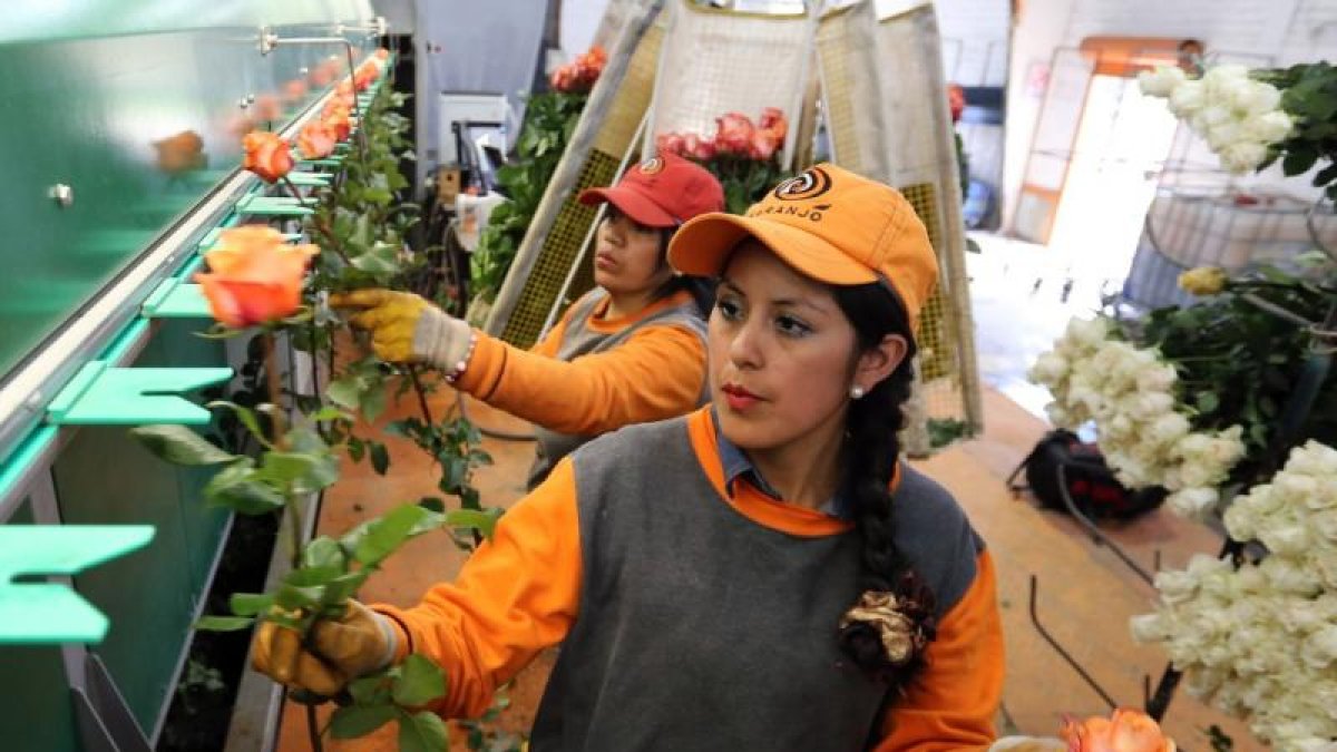 Florícolas. Este es uno de los sectores más afectados por la pandemia. No solo ha debido paralizar funciones, sino suspender a cientos de trabajadores.