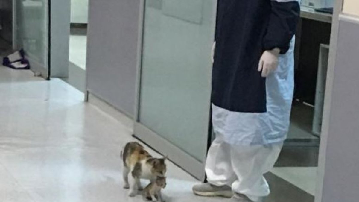 La gata entró al hospital con su cría en el hocico.