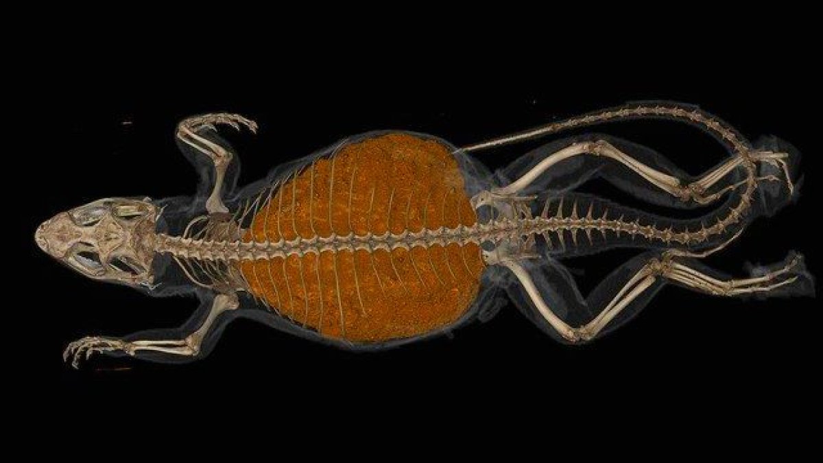 Tomografía computarizada de un lagarto de cola rizada con una masa de 22 gramos de comida digerida en su vientre.