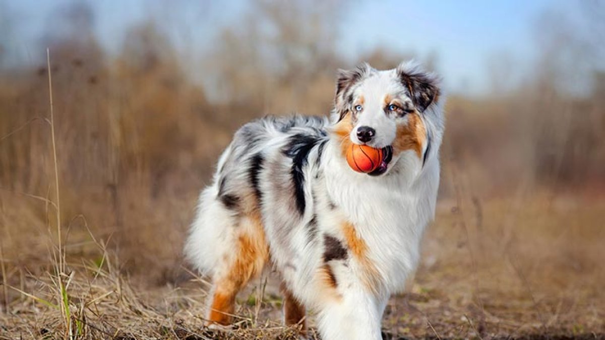 Pastor australiano. Es un perro que requiere correr más que el promedio de razas, tiene mucha energía.