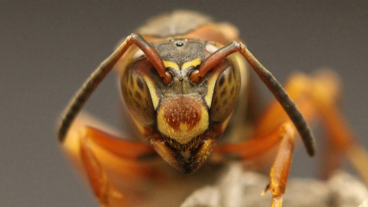 El avispón gigante miden unos cinco centímetros, son significativamente más grandes que las abejas y las avispas (foto) .
