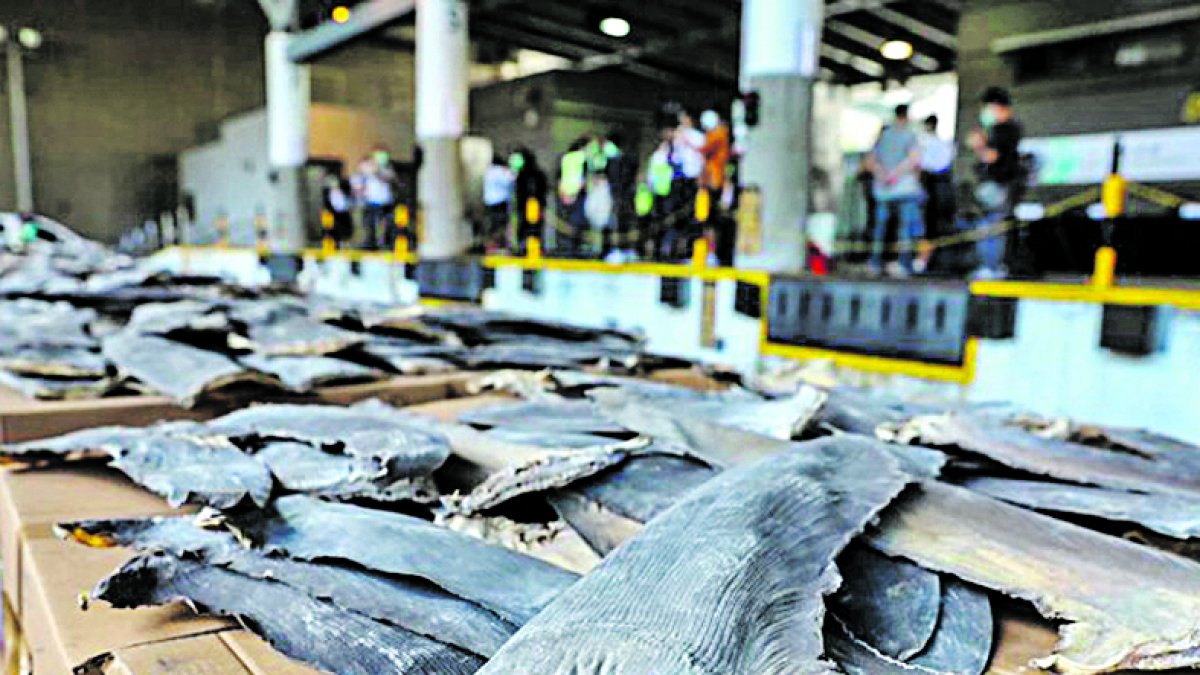 El cargamento suma más de lo que la aduana de Hong Kong ha decomisado en aletas de tiburón en los últimos dos años.