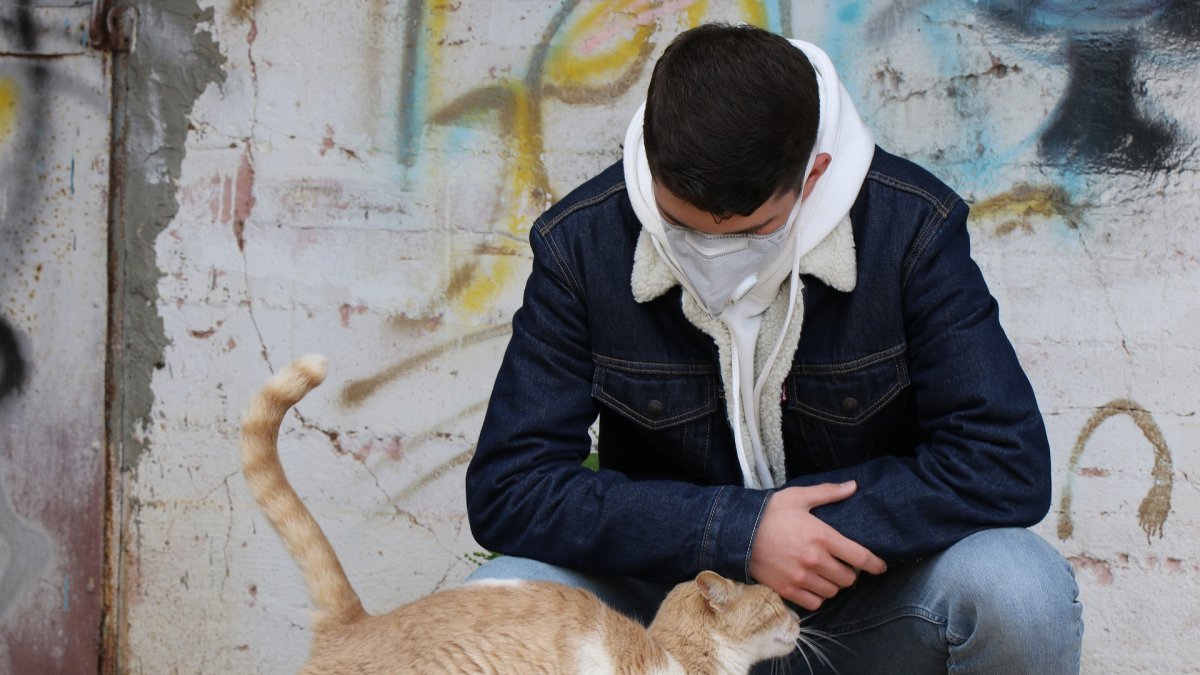 Los gatos son susceptibles al virus y pueden contagiar a otros de su misma especie.