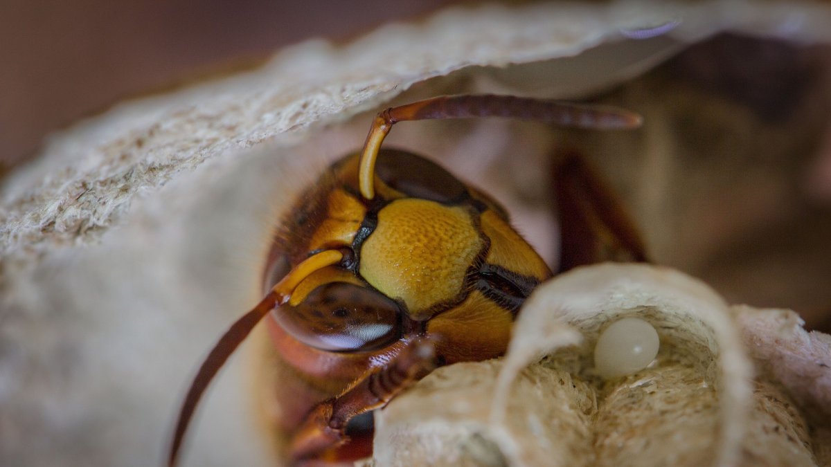 La Sociedad Entomológica Ecuatoriana se pronunció sobre el hallazgo del insecto.