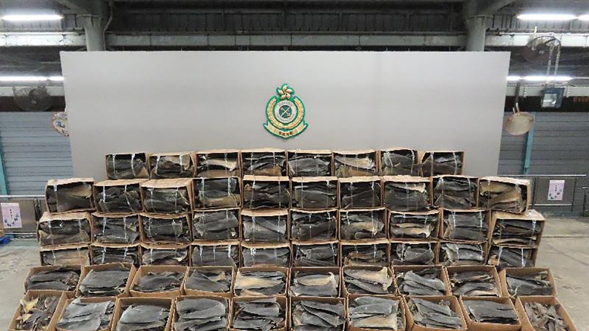 El Departamento de Aduanas de Hong Kong interceptó un cargamento récord de aletas de tiburón, 26 toneladas, procedente de Ecuador.