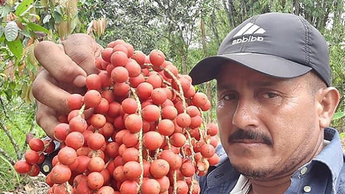Nelson Secaira es uno de los productores de esta fruta en el recinto San José, del cantón Montalvo. Él no olvida sus raíces.