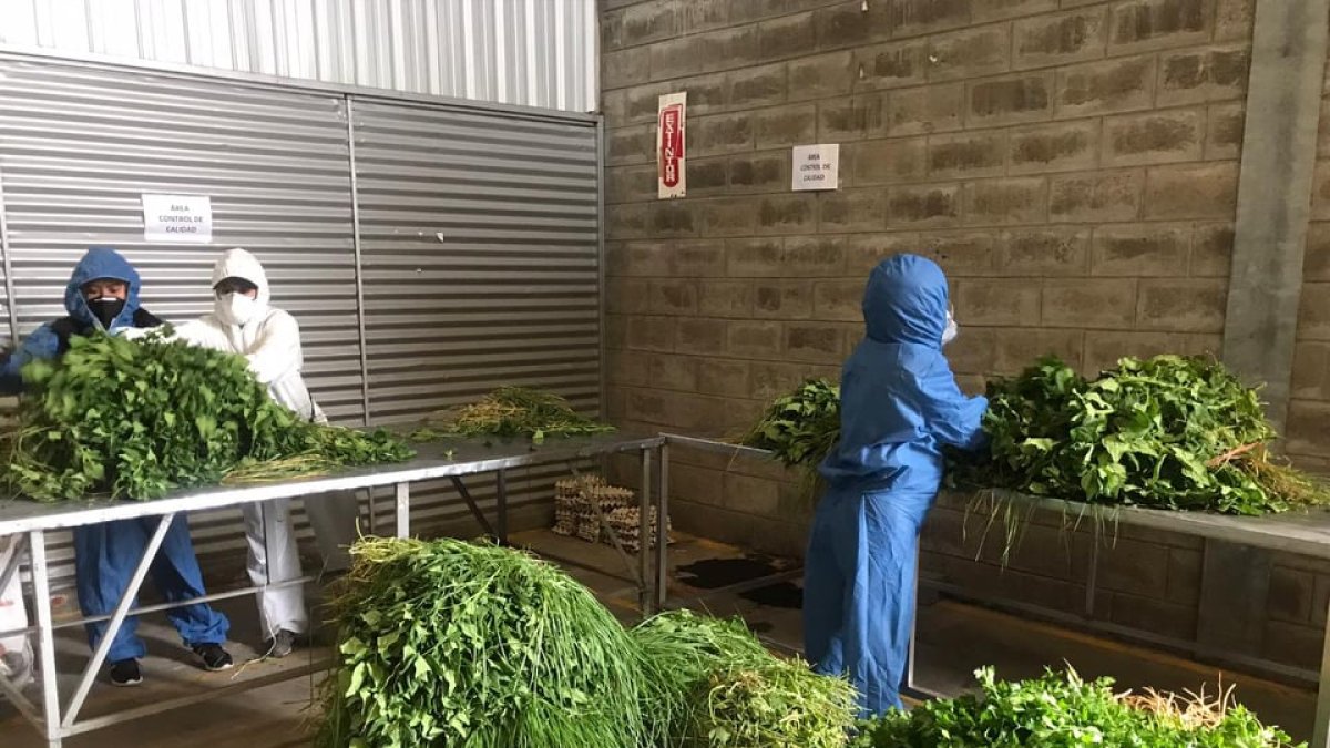 Mil pedidos diarios es el promedio que se solicita en la plataforma. Subió en 50 % desde marzo.