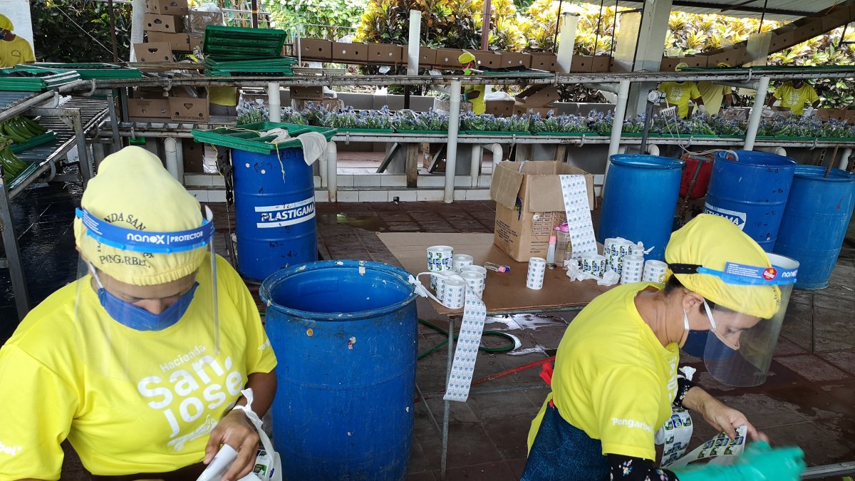 Los protocolos son indispensables en las empresas bananeras.