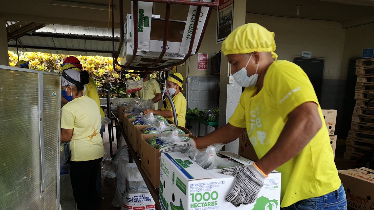 El banano es uno de los productos estrella que se ha mantenido vigente en los últimos 25 años.