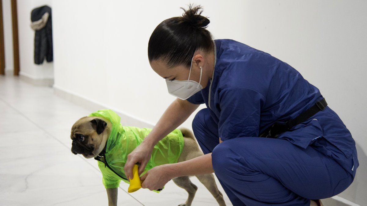Lucia Ledesma Torres le pone equipo de protección a su perro Harley para prevenir la propagación del nuevo coronavirus, antes de iniciar su jornada de terapias