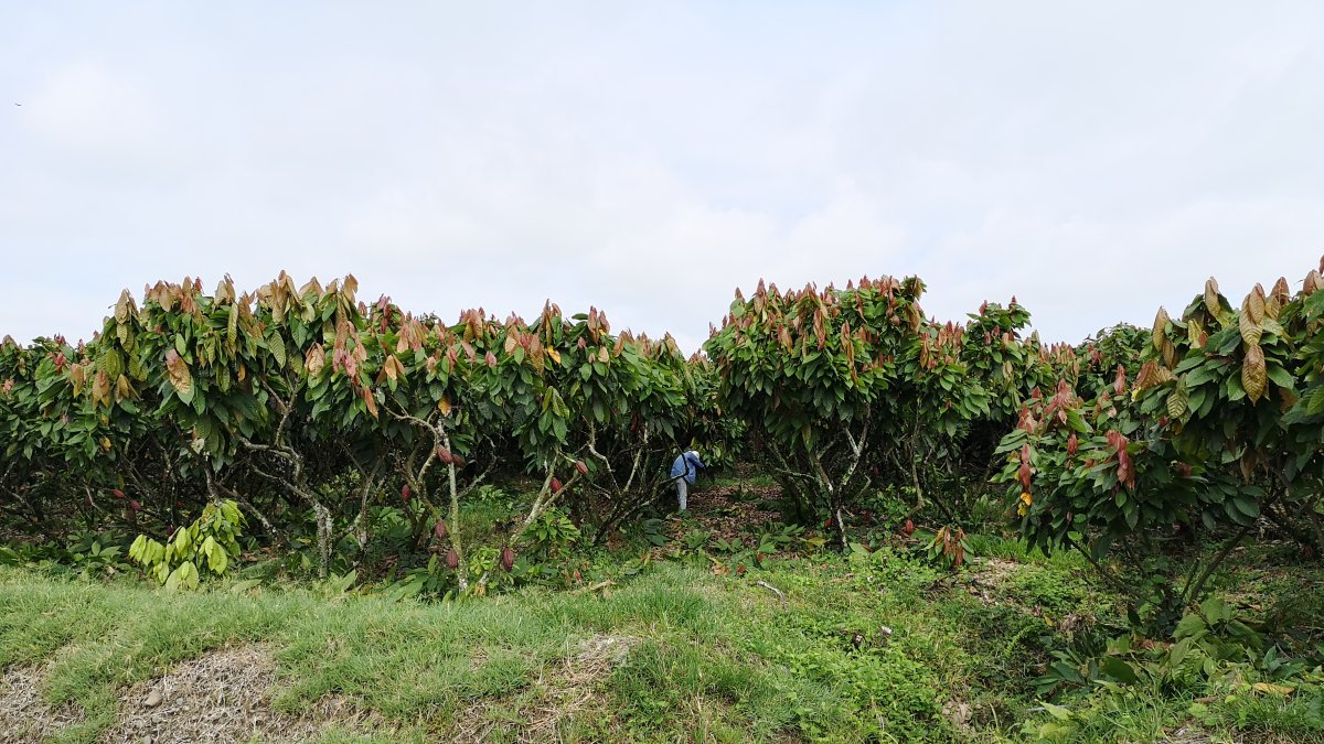 Las cooperativas tienen mucho impacto en el sector rural.