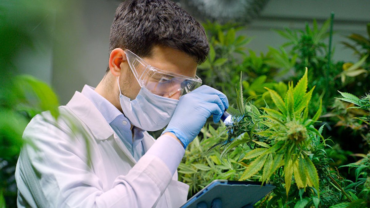 La industria del cáñamo fomentaría varias plazas de trabajo.