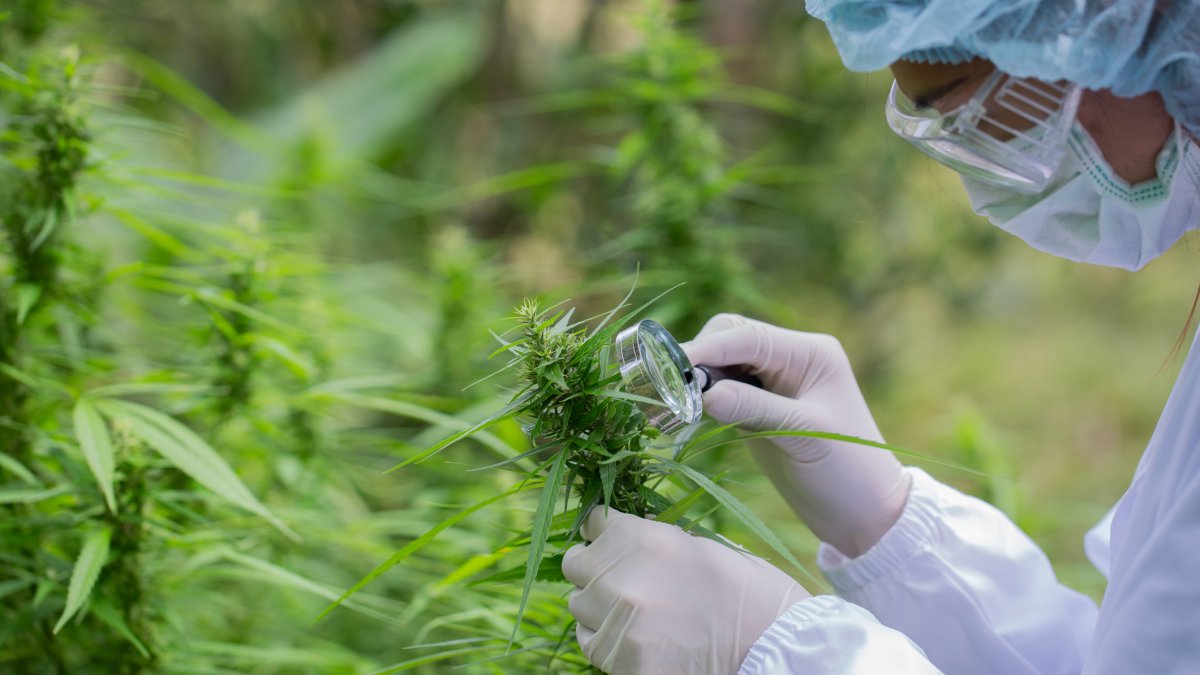 El cáñamo se utiliza en productos medicinales como aceites y pomadas y en otras aplicaciones industriales, como textiles, biocombustibles y el uso de las semillas para cosméticos y champús.