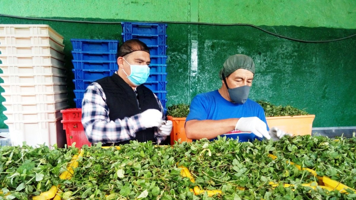 La producción de las plantas medicinales que se usan para elaborar la horchata ayuda a la economía familiar.