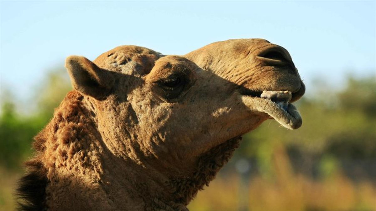 Un dromedario, en el zoológico