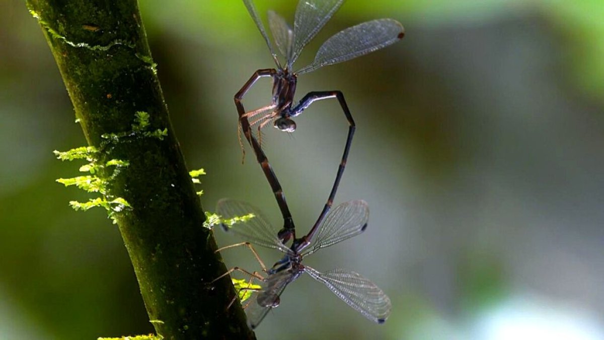 Investigadores de la  Universidad San Francisco de Quito, la Universidade de Vigo (España), la Universidad de São Carlos (Brasil) descubrieron una nueva especie de libélula en la selva de Ecuador.