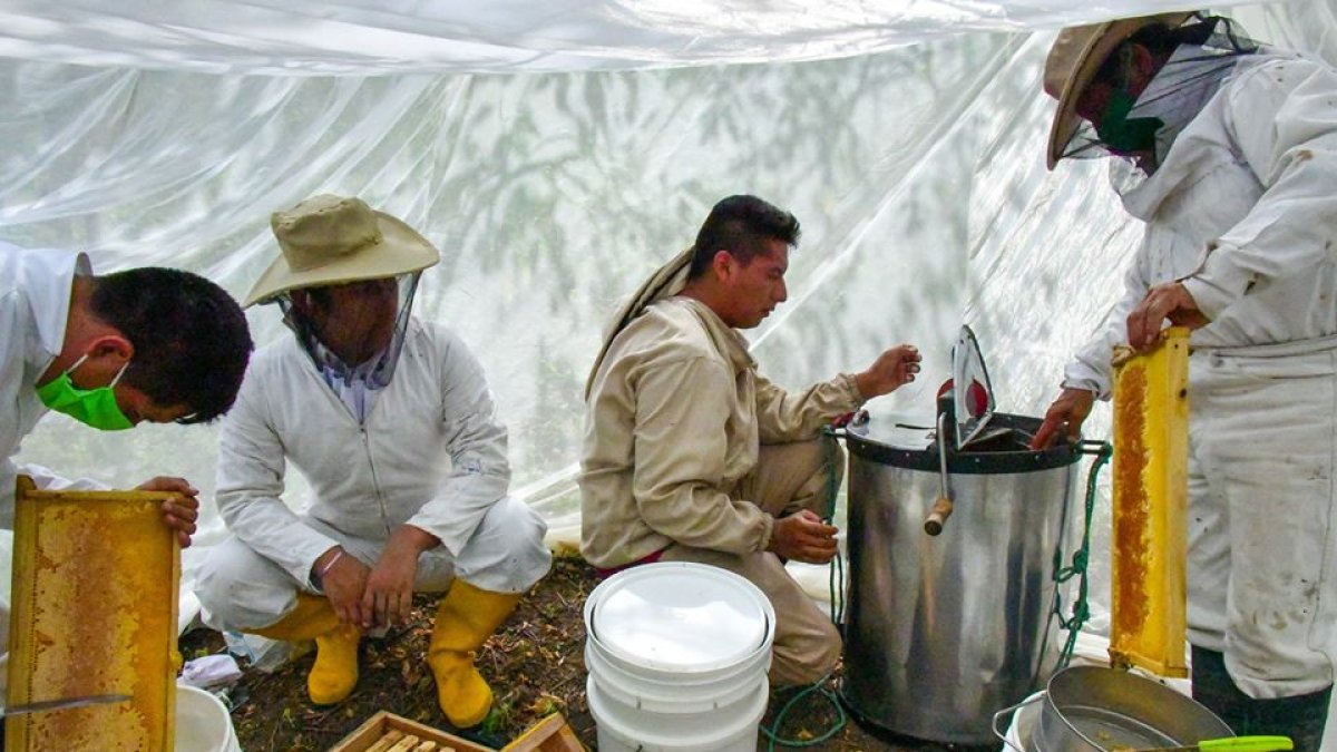 Los pequeños apicultores llevan cinco años como parte de un proyecto que les permite llevar el sustento a sus familias.